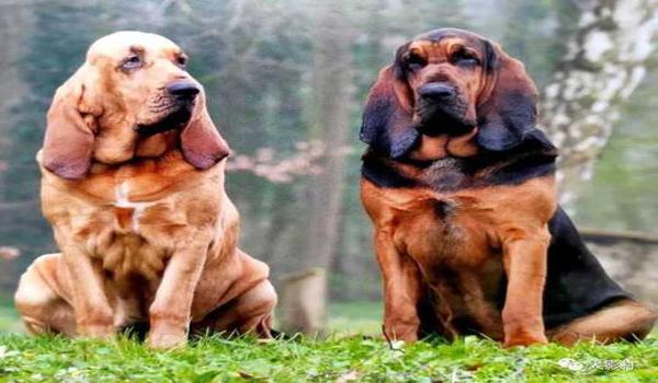 三角洲寻血猎犬一般玩啥角色（三角洲寻血猎犬一般玩哪个角色最好？）